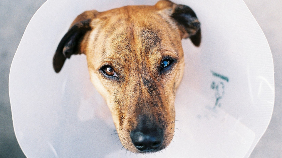 dog allergy symptoms