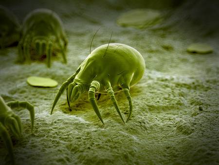 Dust Mite Allergy: Symptoms, Treatment & Prevention