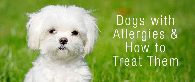 dog allergy test
