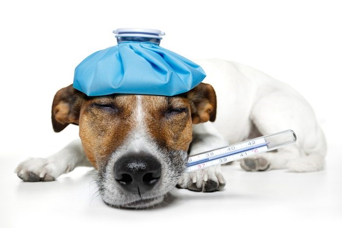 dog medical-treatment