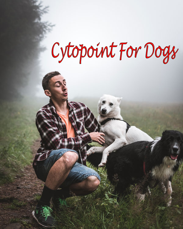 Cytopoint For Dogs