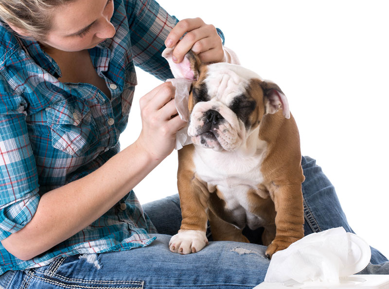 Dog Ear Infection , Causes , And 10 Home Remedies