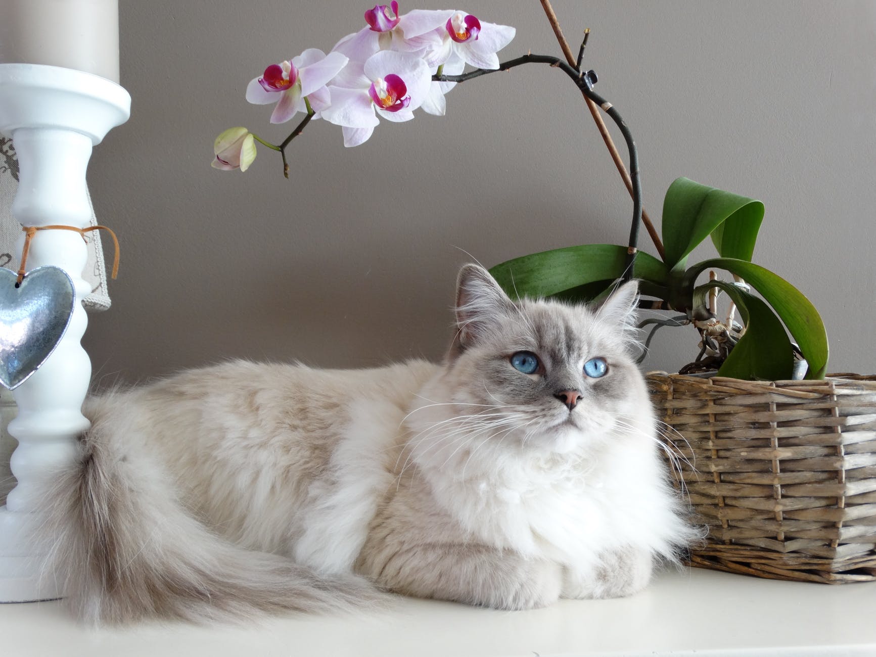 Types Of Allergies In Cats (8 Most Common Causes)