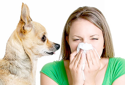 Allergy to dogs : Explanations and Advice