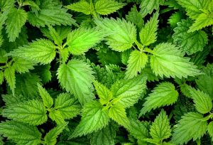 nettle