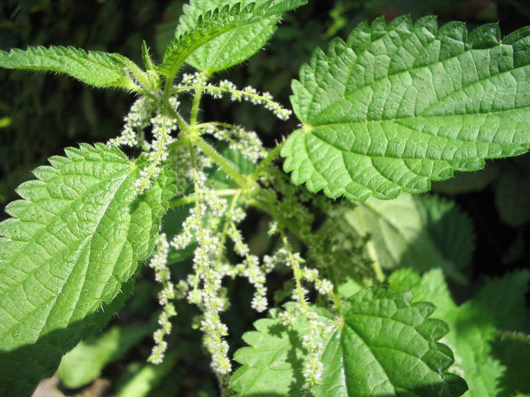 nettle