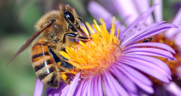 Bee on flower