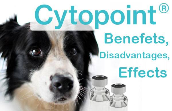 Cytopoint – the miracle cure for itching?