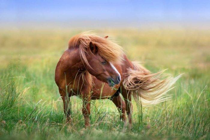Allergy in horses : 7 facts you should know