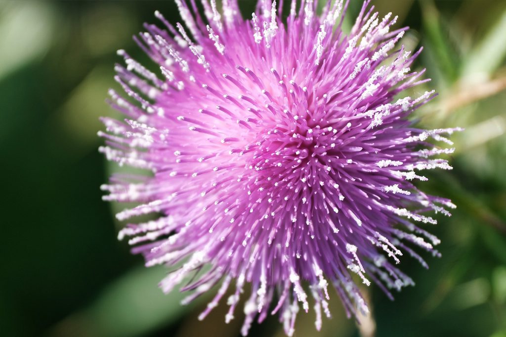 milk thistle