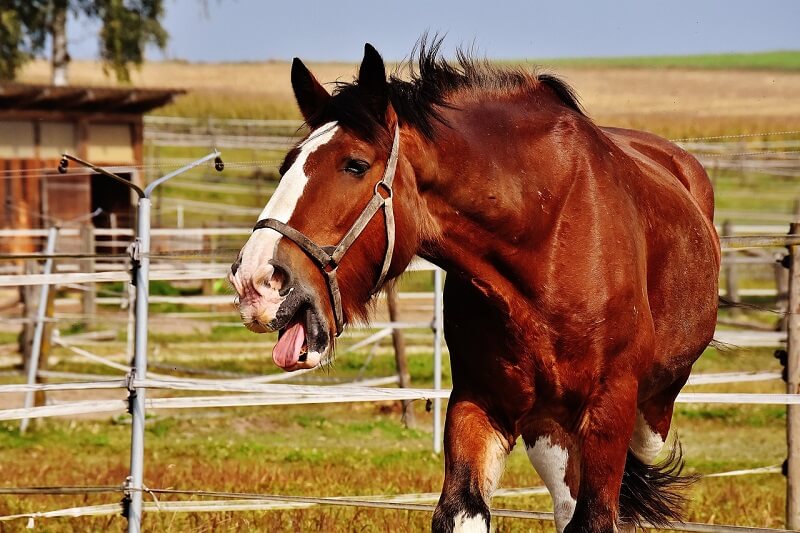 Natural Remedies for Horse Coughing: Causes, Treatments & Prevention
