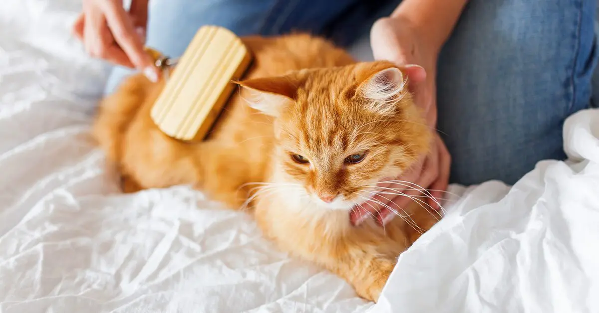 Cat Grooming Tips: How to Reduce Allergens in Long-Haired Cats
