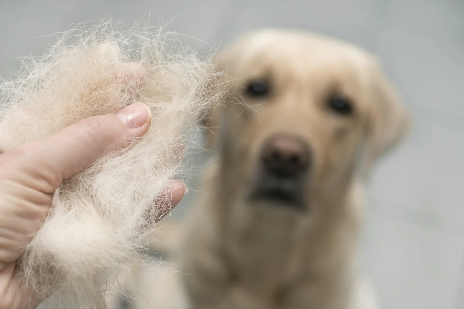 Why Is Your Dog Losing Hair? Causes, Treatments, and Prevention